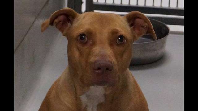 CONTRIBUTE: Millie; Irving Animals