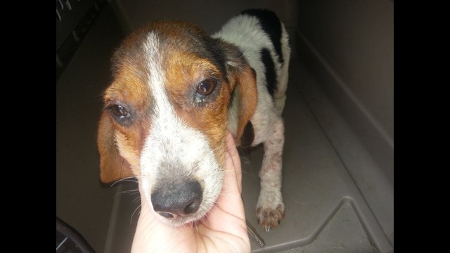 MEDICAL ASSISTANCE!!!! Please help Pickles!