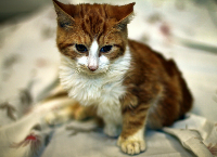 Help All Fur Love Save Kittens Like Poor Benji