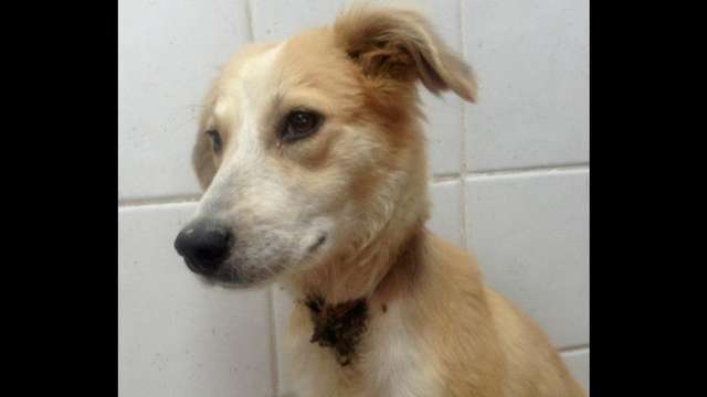 Gastos veterinarios de CINDY!
