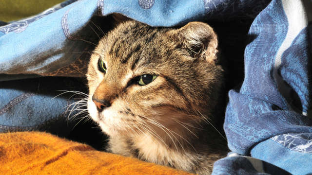 NO HEAT at our shelter today!!!