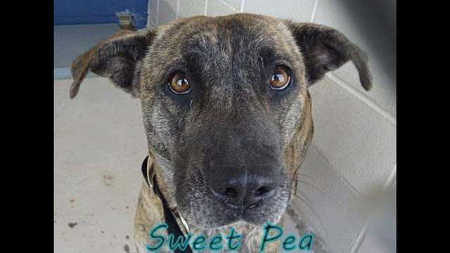 Oke - Sweet Pea