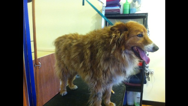 Please help us with Dannys vets bills