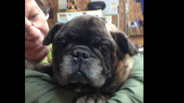 Blind Senior Frenchie / Chain Around NECK in Snow
