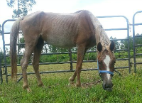 Blossom and Meadow's care fund (JM HORSE RESCUE)