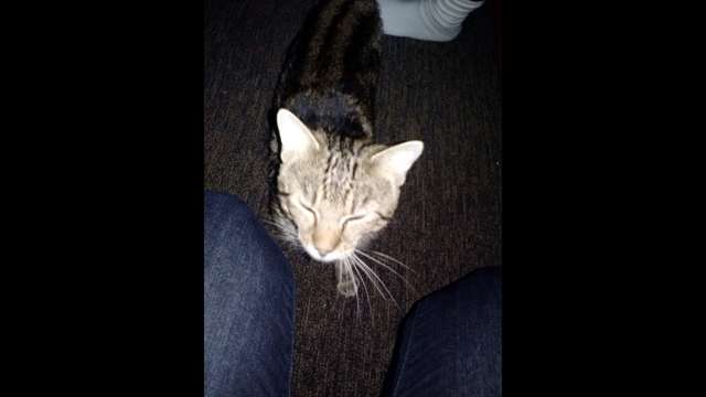 Help SAVE KITTY!
