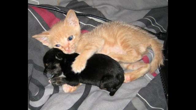 Help Friends of HCACC battle pet overpopulation!