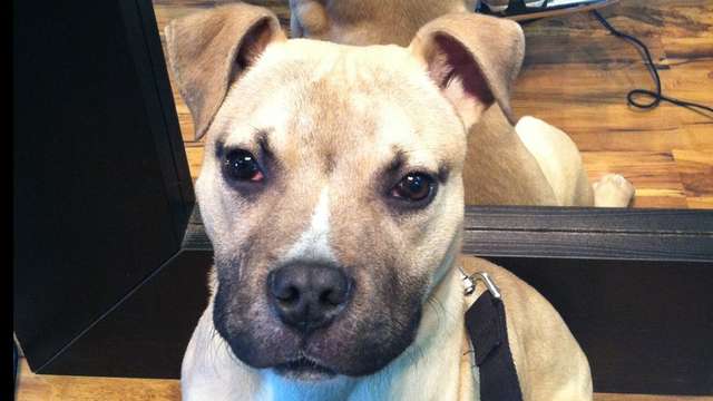 3 Rescue Dogs with Medical Issues need your help!