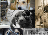 EDNAS - Every Dog Needs A Stay 