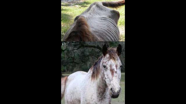 Ohana Horse Rescue Online $10 New Year Fundraiser