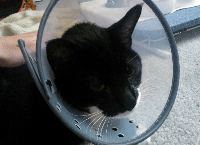 Help pay off Elliot's hospital bill!