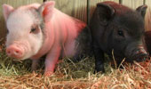 Please Help Feed the Cotton Branch Animals