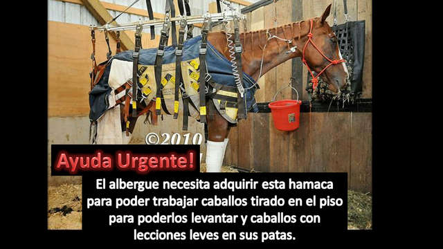 Ayuda para poder comprar una hamaca para caballos!