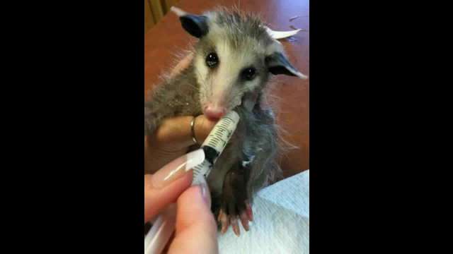 Help us save our wildlife
