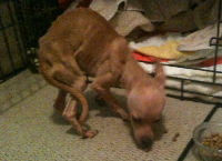 Help us with JoJo's Rehabilitation & Vet Expenses