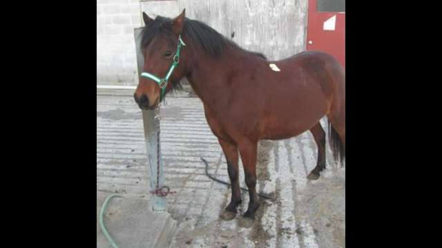 Here is our next lovely pony needing assistance