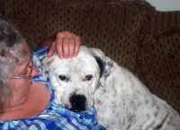 Sarge: Ready for his heart worm treatment