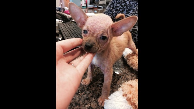 7 Week Old Puppy With Severe Mange!!! by Gone-to-the-Dogs ...