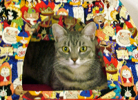 Samantha's Feline Food Bank