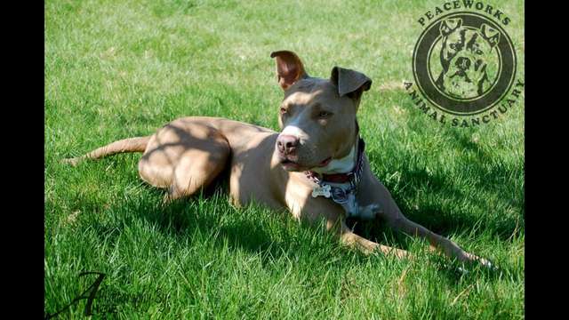 The staff at Peaceworks Animal Sanctuary is commit