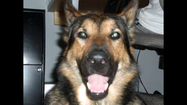 Fostoria, Ohio PD K9 Unit- K9 Riky