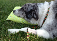 Bella Barks A Message of Support