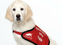 A D.A.D. (Diabetic Alert Dog) for Avery