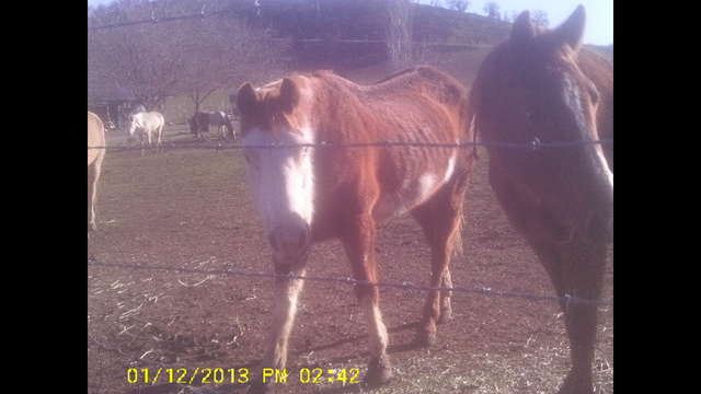 Starving Herd needs help now!