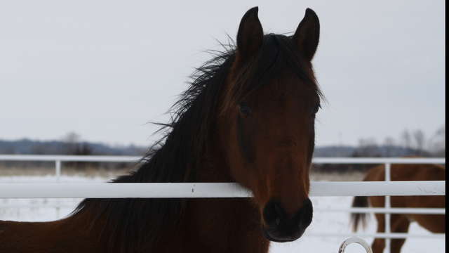 Help offset costs for Grain/Hay/Vet and Farrier