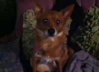 Our Furry Friend Ferbie needs surgery!