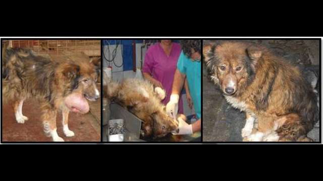Veterinary Emergency Fund! Every LIFE matters!