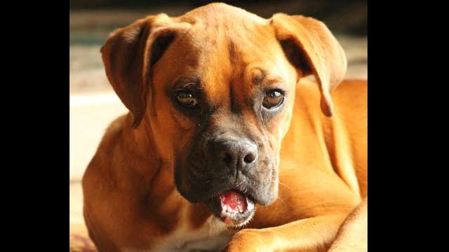 Helping Roxy the pup boxer