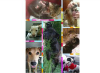 Save a Sato's vet bill