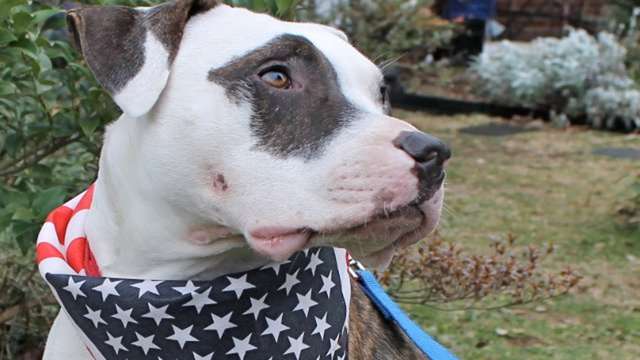 Presidents Week Fundraiser (Help Coco)