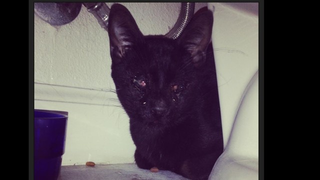 Help us help Valor, the eyeless and abused cat!