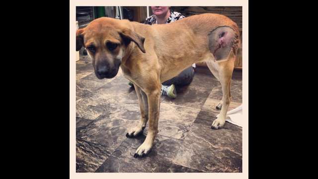 Helping Missy Lou gunshot victim pup