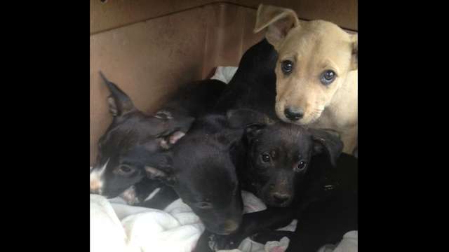 Gastos vet. y transporte a EEUU- Puppies de Ciales