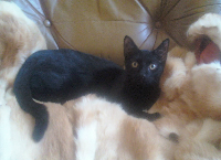 Veterinary student needs help friends