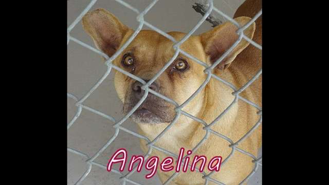 Oke-Angelina
