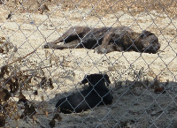 Dumped in empty field Long Beach/ Carson