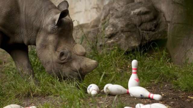 Bowling for Rhinos