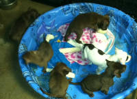 Pup's Parvo Need Medical Help Now