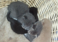 Trio of kittens seeking spay sponsors