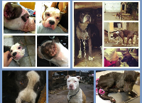 Bully Breed Rescue's Boarding and Medical Fund
