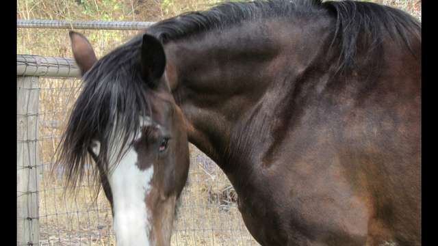 THE ANIMALI FARM NEEDS YOUR HELP!