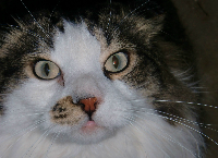 Let's get a steamcleaner for the Belleglen kitties