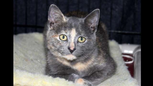 Stray and Feral Cat Rescue