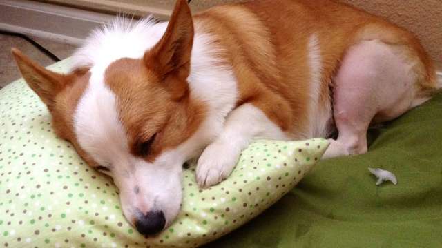 Lulu the Corgi needs help!