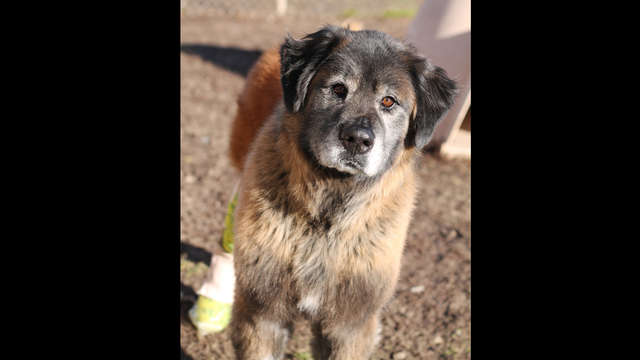 Copper Needs Your Help!