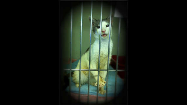 Cents For Surgery: 